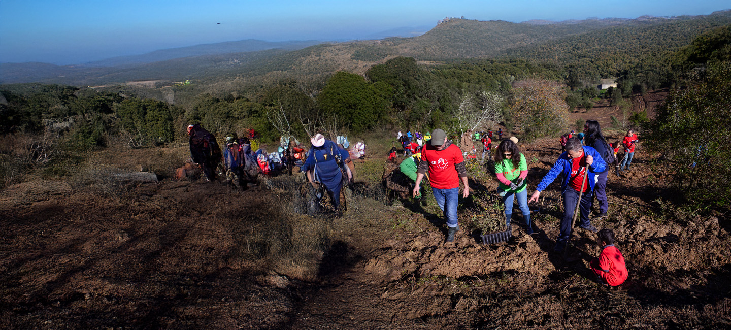 imagem de voluntários numa ação de plantação